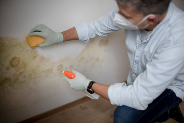West, TX Mold Removal Company